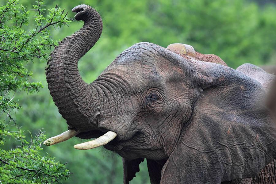 Watch elephants cooling off underneath the shady canopy