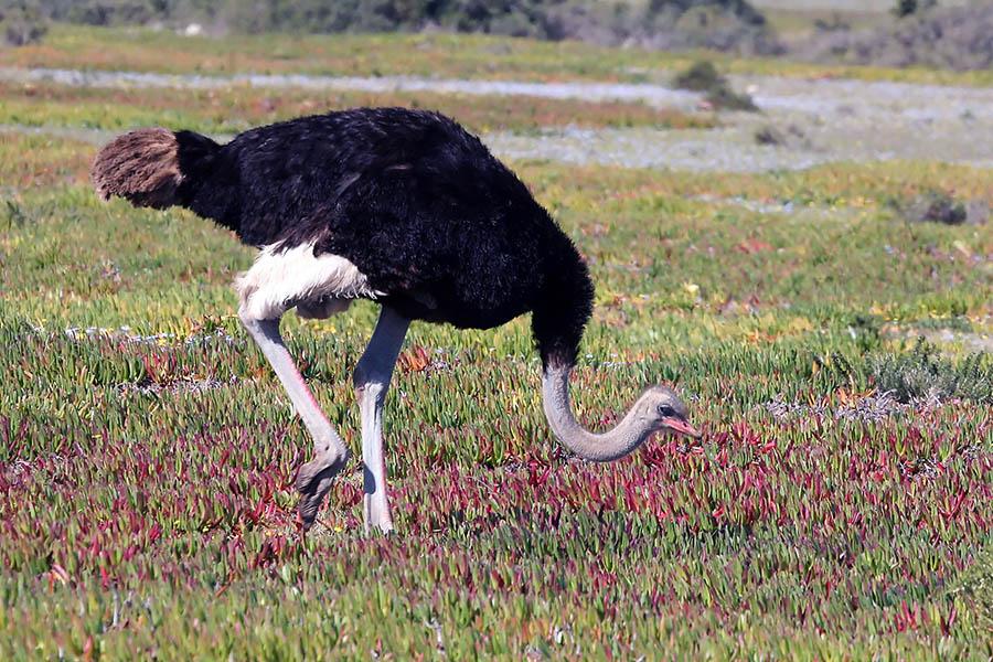  One of my favourite quotes of the holiday was, “Mummy, there’s an ostrich in my garden!”