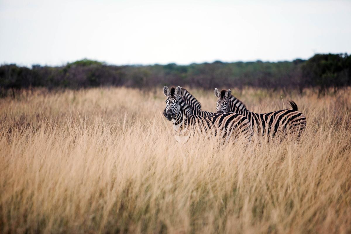 Keep a look out for grazing zebras on the grass plains