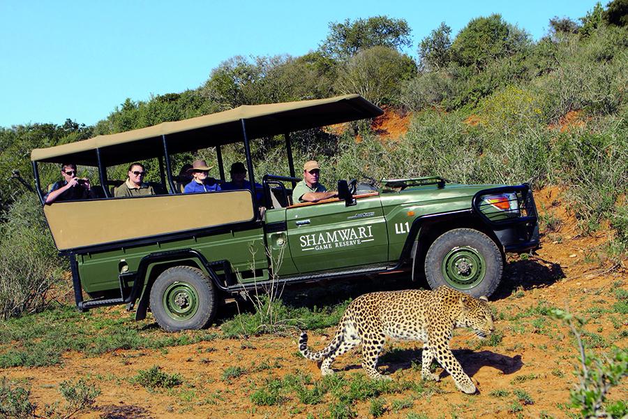 Keep your eyes peeled for elusive leopards