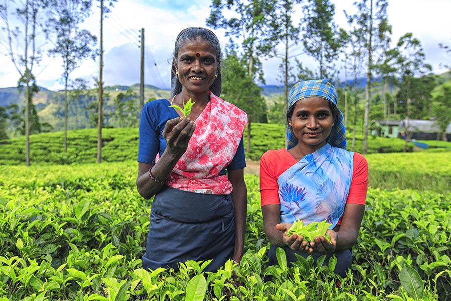 Enjoy the lush countryside and tea plantations 