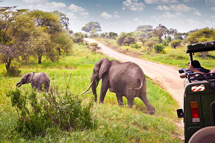 See elephants on safari | Travel Nation