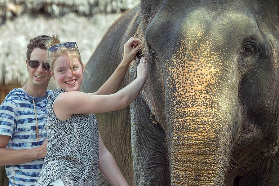 Give the elephants a good scrub with coconut husks