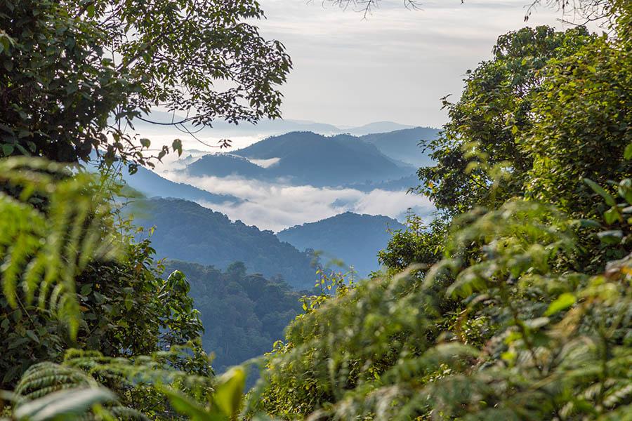 Explore Bwindi Impenetrable Forest in Uganda | Travel Nation 