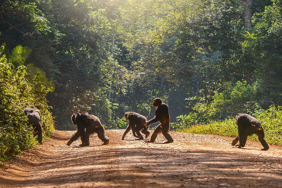 See chimpanzees in Uganda | Travel Nation