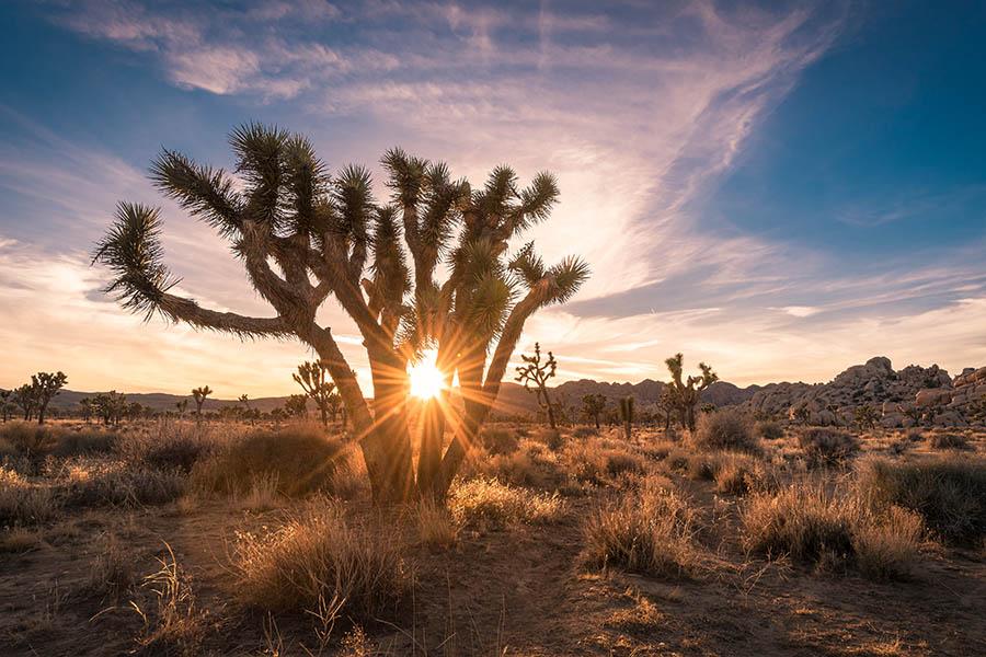 Take a trip to Joshua Tree National Park | Travel Nation