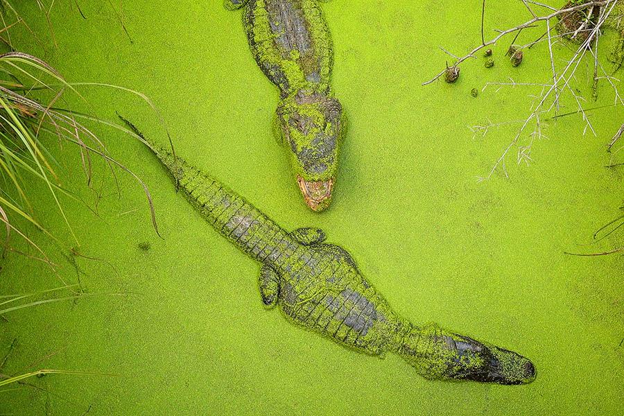 Spots alligators in the swamps of the Mississippi Bayou | Travel Nation