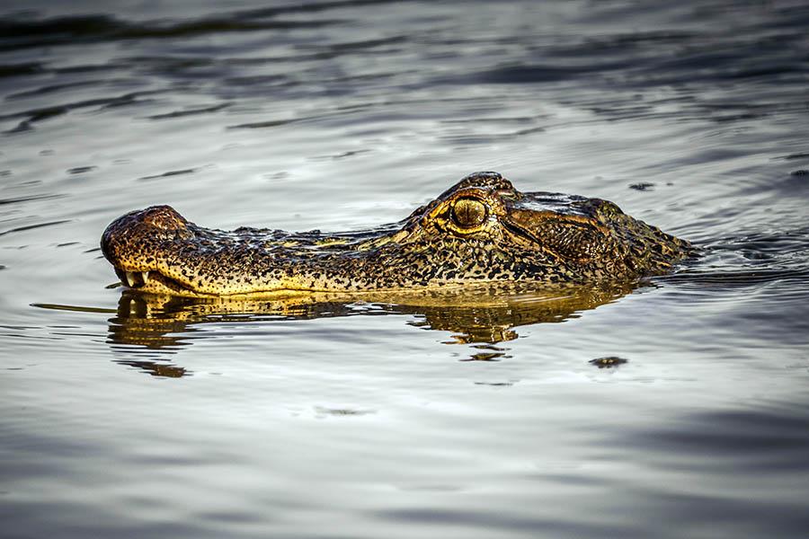 Cruise through the bayou swamps looking for alligators