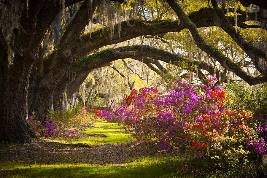 Discover beautiful plantations in bloom, South Carolina | Travel Nation 