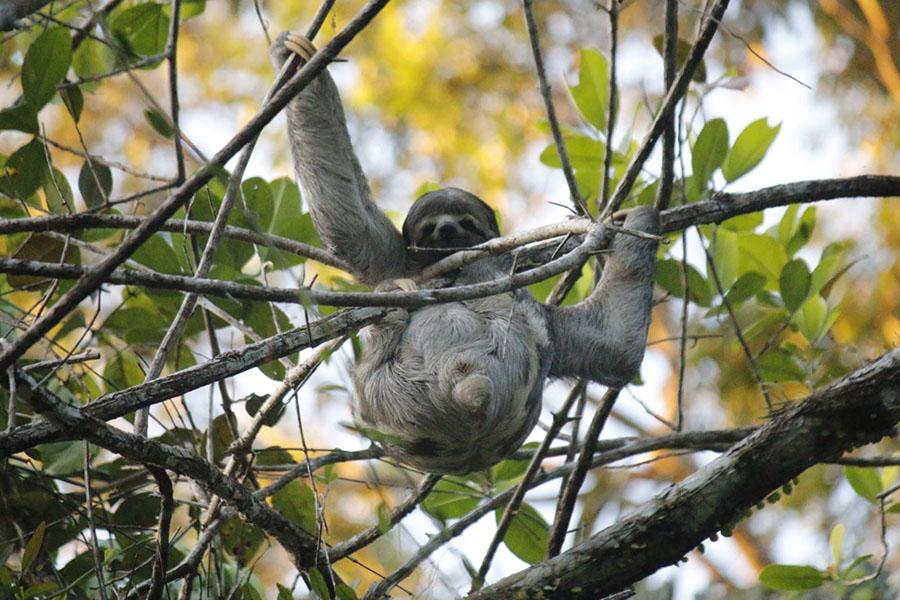Immersion dans la jungle amazonienne : paresseux
