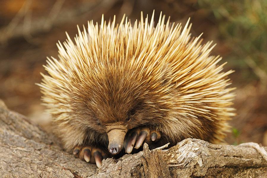 Echidna, Kangaroo Island | Travel Nation
