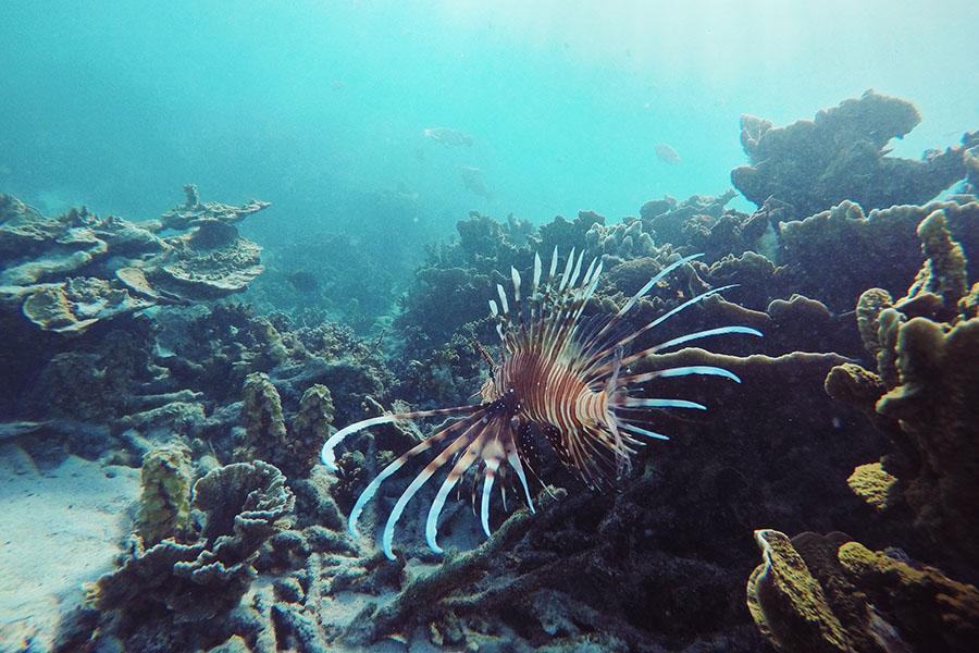 Dive in the Coral Bay | Travel Nation