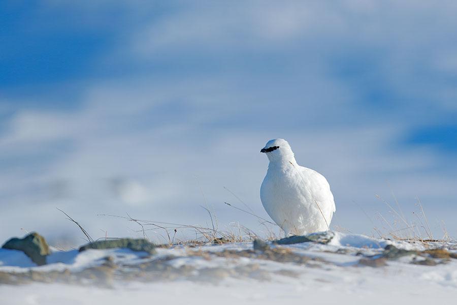 Look for beautiful ptarmigan in the Canadian Arctic | Travel Nation