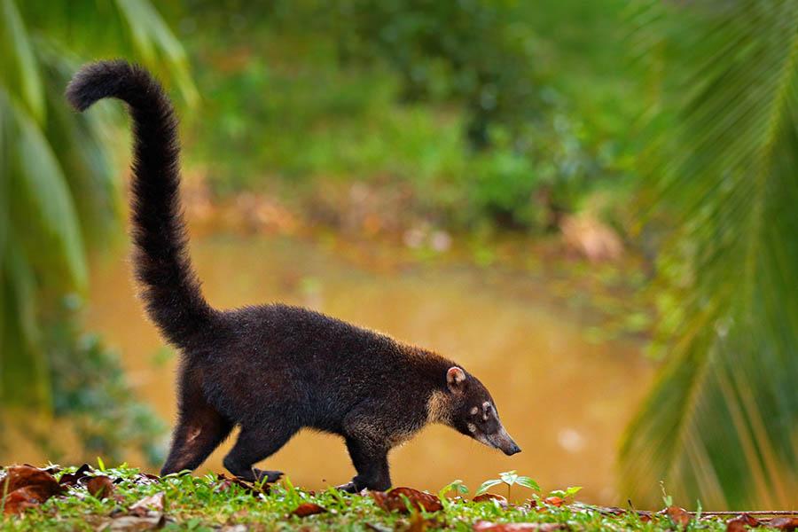 Coati in Manuel Antonion National Park | Travel Nation