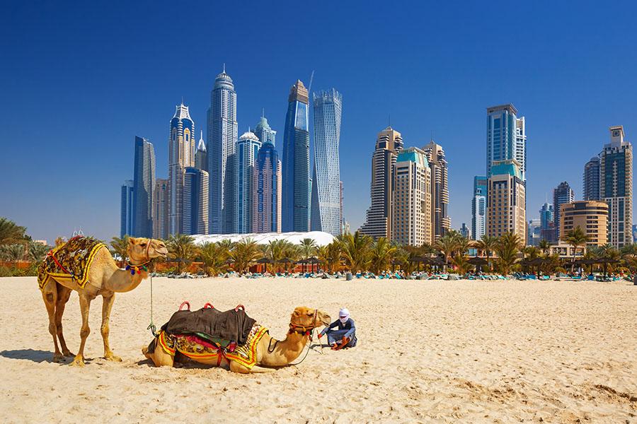 Take a camel ride along the beach in Dubai | Travel Nation