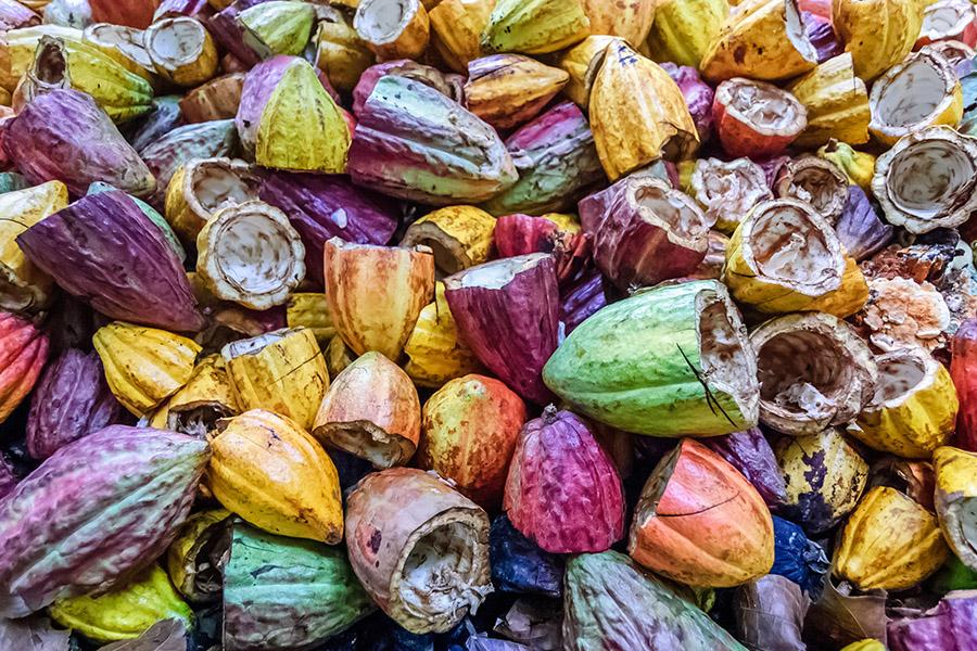 Explore the cacao plantations and taste delicious Guatemalan chocolate | Travel Nation
