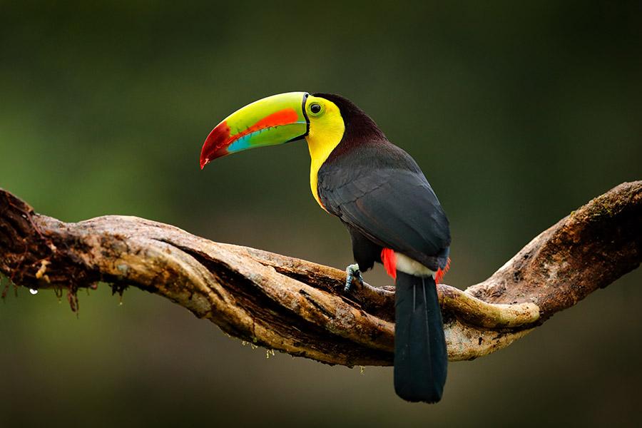 Look for toucans in the Guatemalan rainforests | Travel Nation
