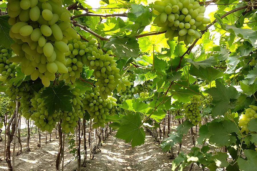 Sip a cold glass of wine in the lush vineyards of Nashik | Travel Nation