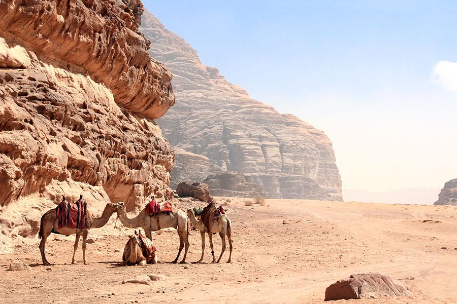 Explore the Wadi Rum desert by camel | Travel Nation