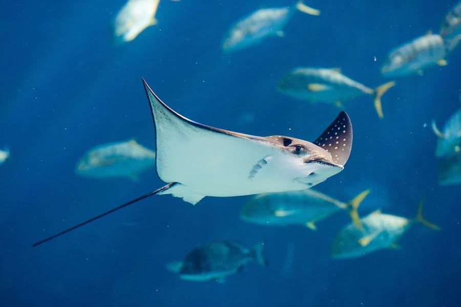 Manta Ray in Mozambique