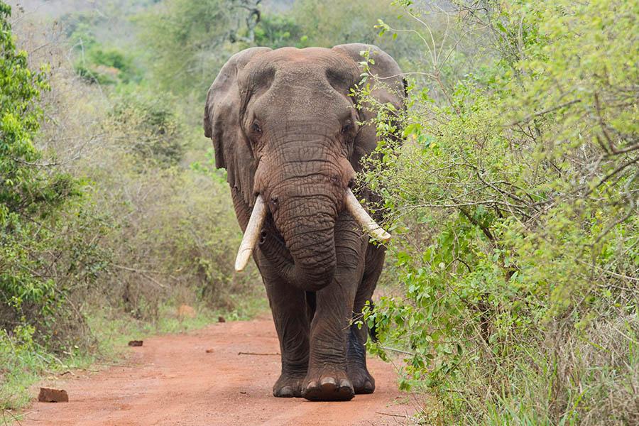 Spot elephants in Akagera National Park | Travel Nation