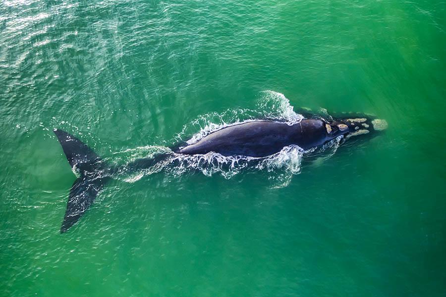 Look for whales in the waters of Hermanus | Travel Nation