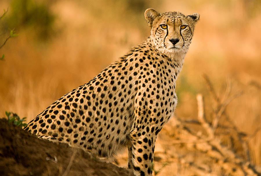 Look for cheetahs in the long grasses of Kruger National Park | Travel Nation