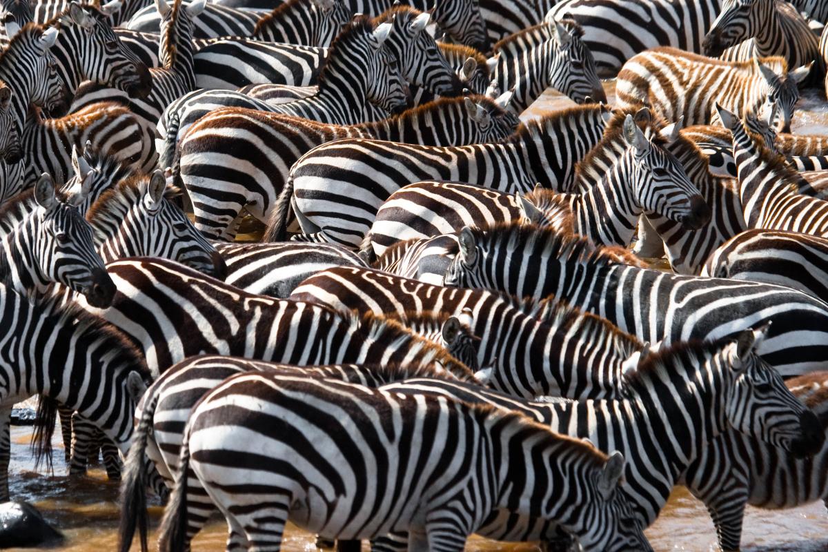 Zebras in Tanzania