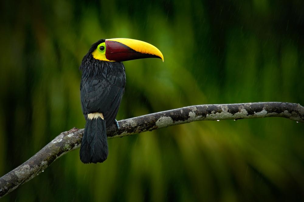 Toucan