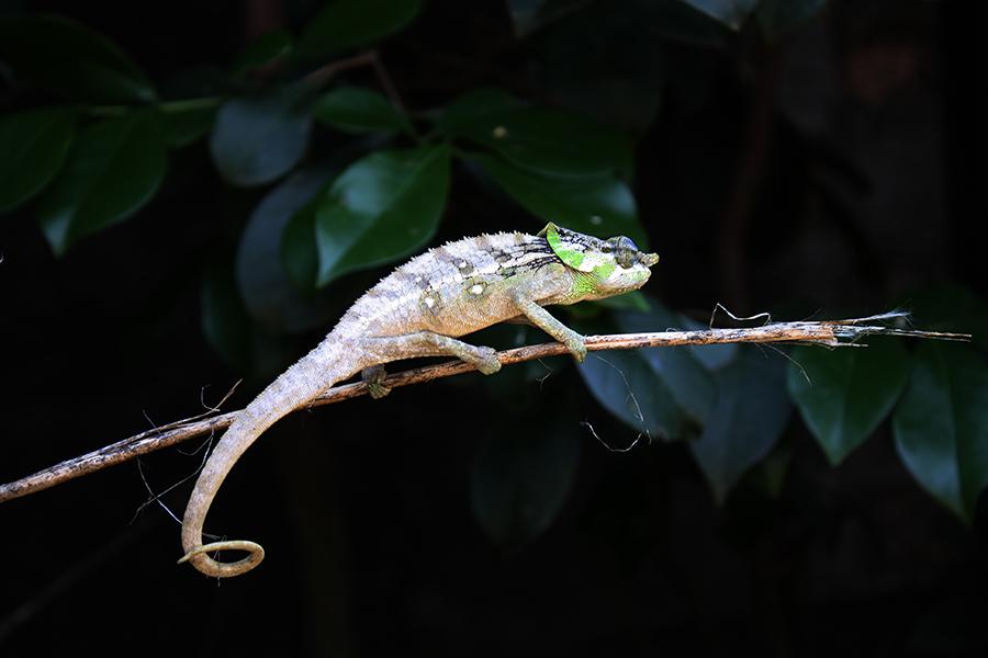 It's not just about the lemurs - spot the chameleon!