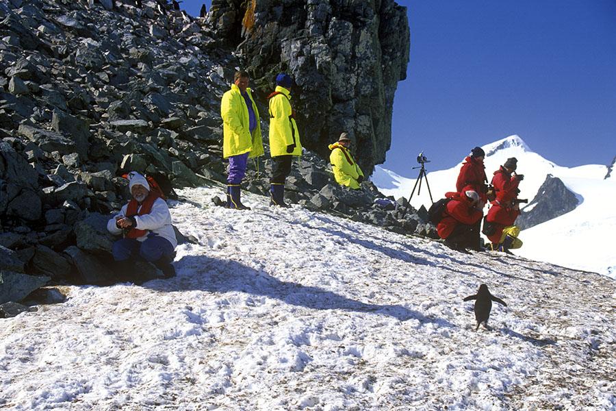 Spot Chinstrap penguins at Half Moon Island