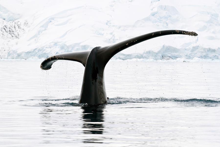 Humpback whale, Antarctica