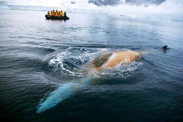 Zoom off on the look out for whales