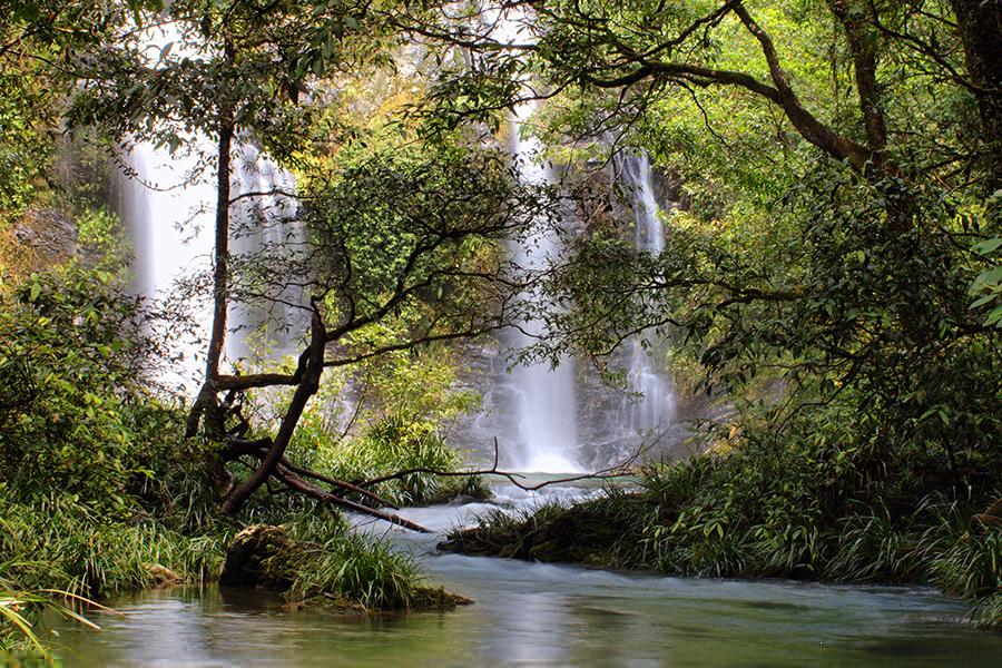 Daintree Rainforest, Queensland, Australia