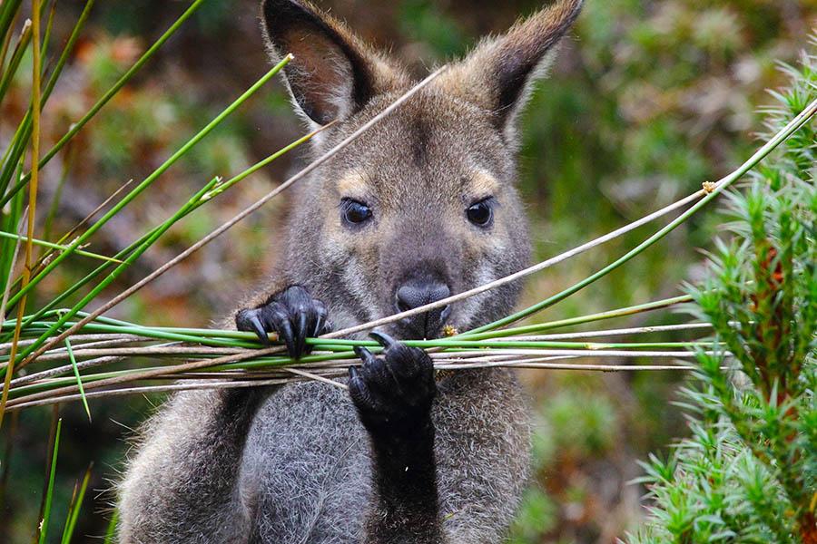 Spot wallabies as you drive through Tasmania | Travel Nation