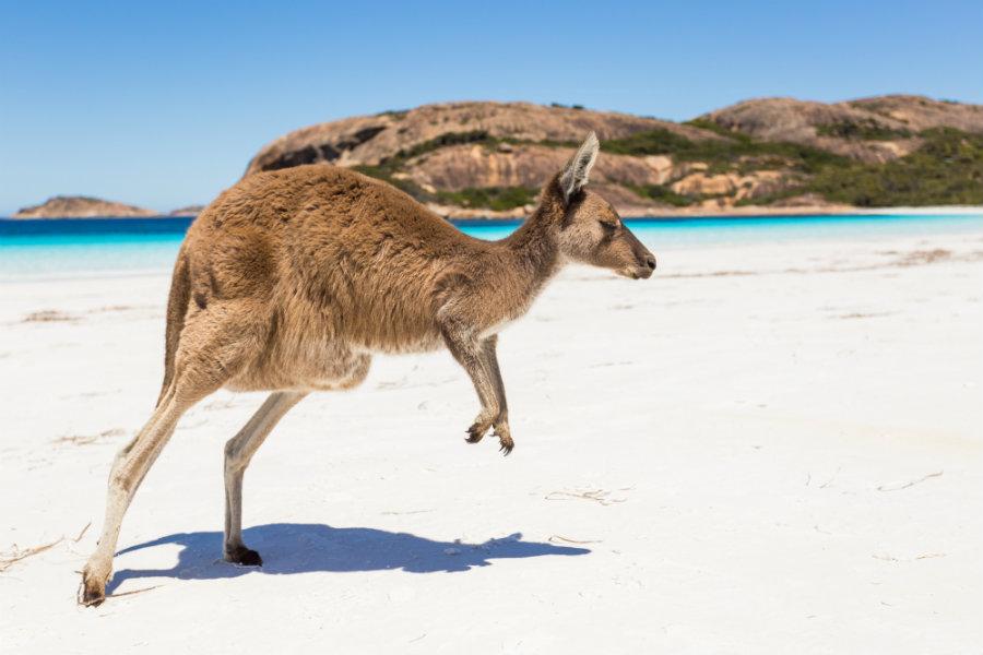 Kangaroo