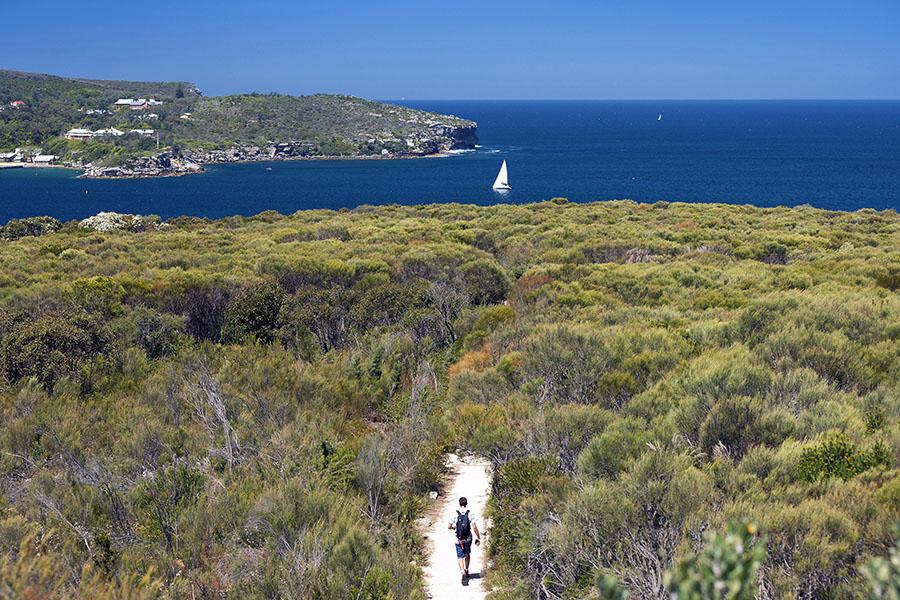 Enjoy the Manly to Spit walk | photo credit: Hamilton Lund / Destination NSW