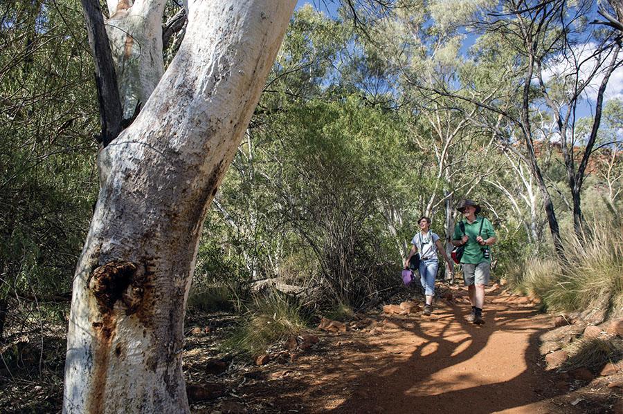 Stretch your legs on a Kings Creek walk