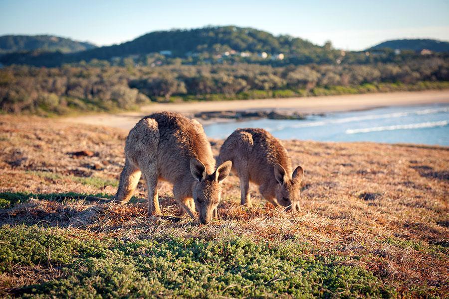 The area around Coffs Harbour is abundant with wildlife