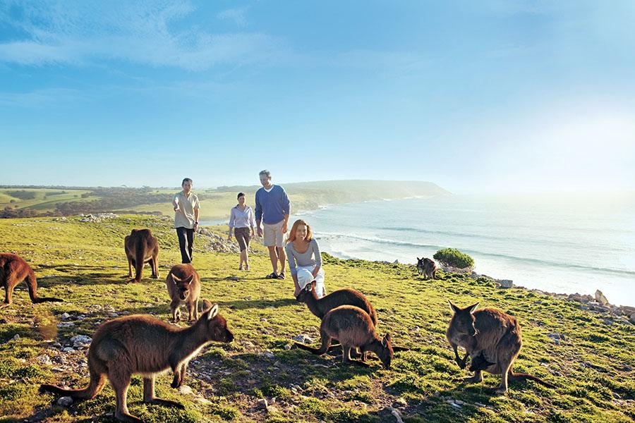 Explore the dramatic landscapes of Kangaroo Island