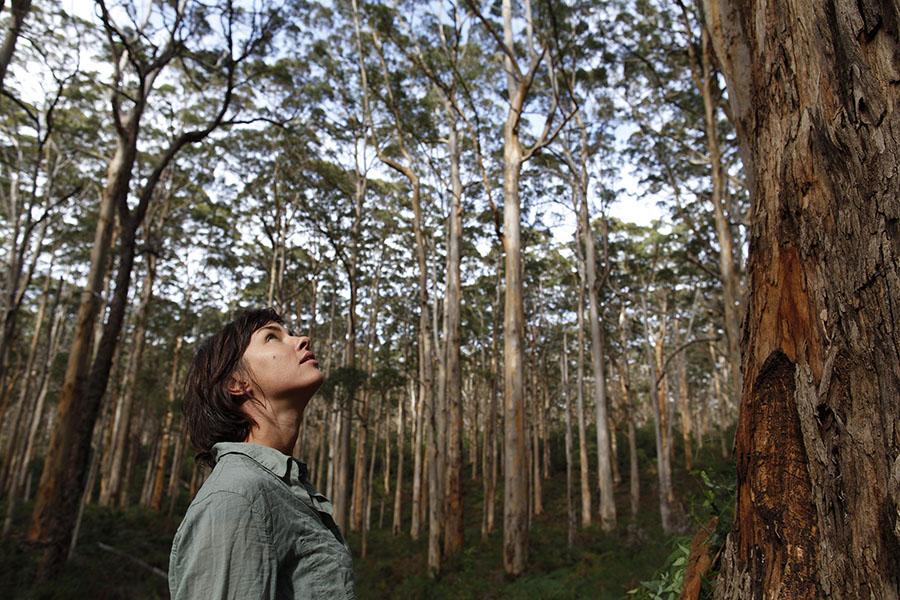 Explore towering Karri forests | Image: Tourism Western Australia