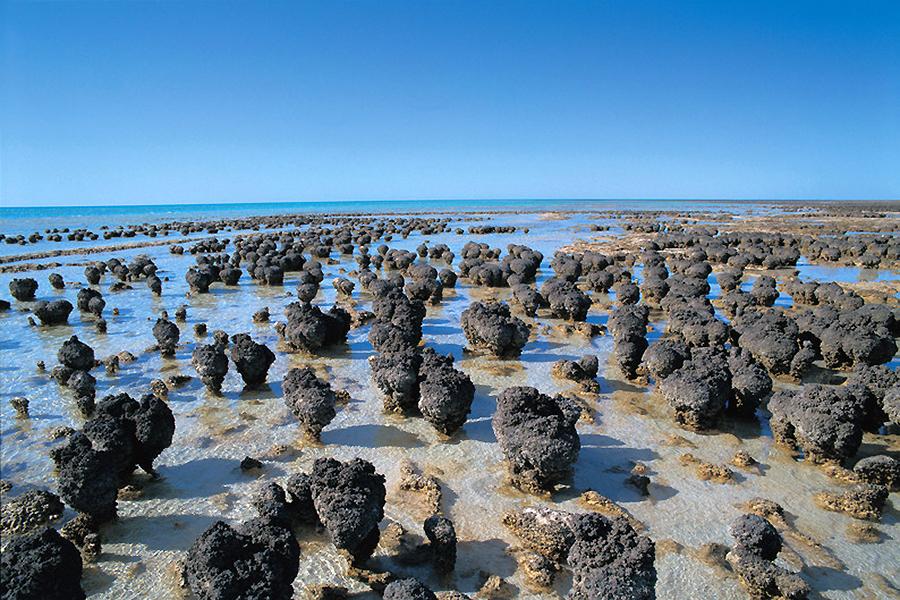 Shark Bay, Western Australia