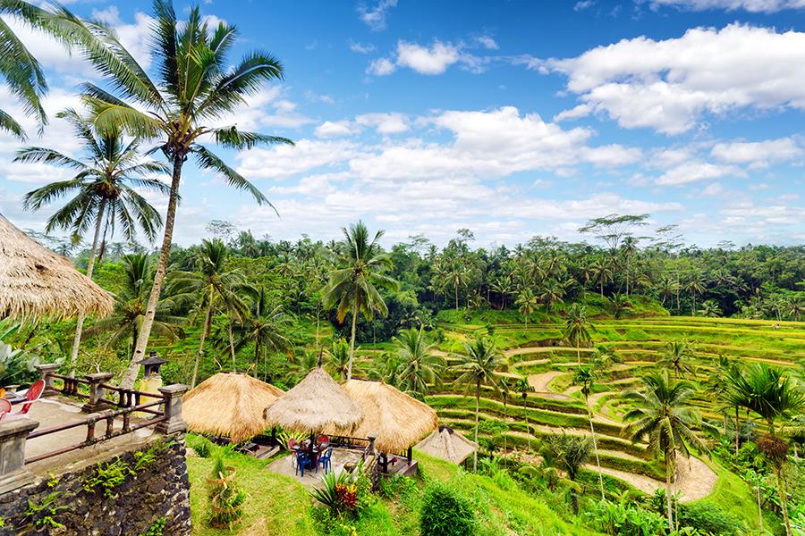 Roam through the rice terraces 