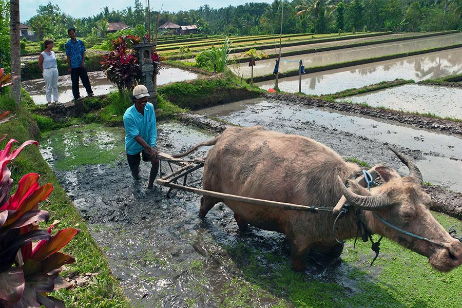 Learn about rural Balinese life