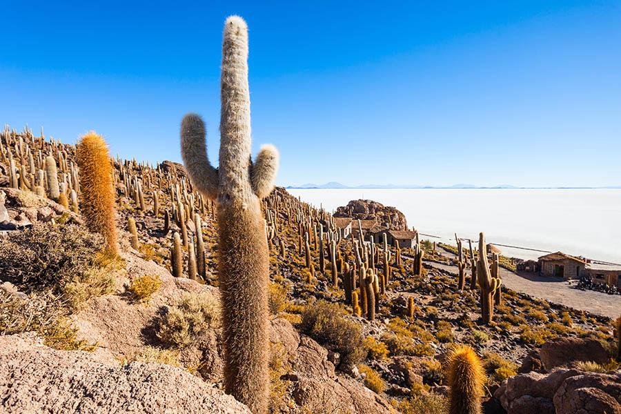 Watch your step at Cactus Island...