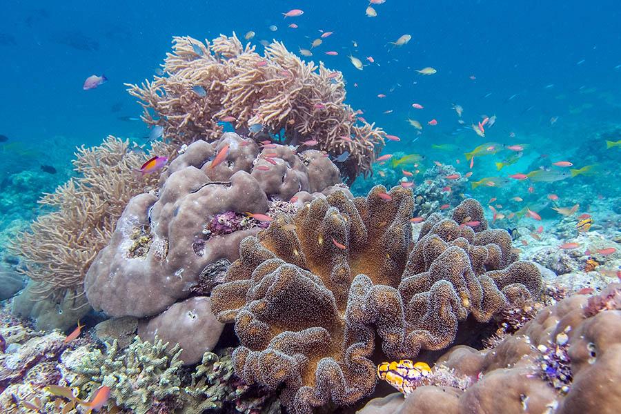 Discover the spectacular marine life 