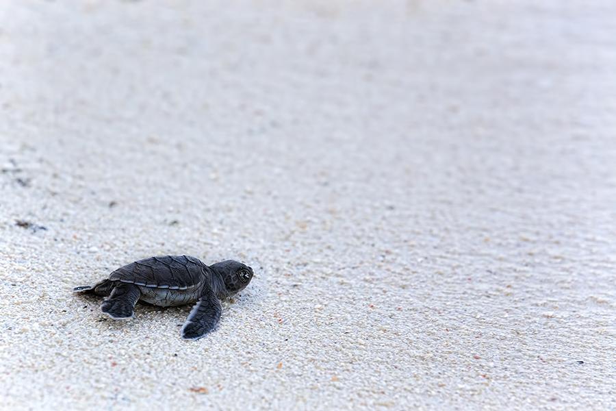 Green turtle hatchling, Borneo