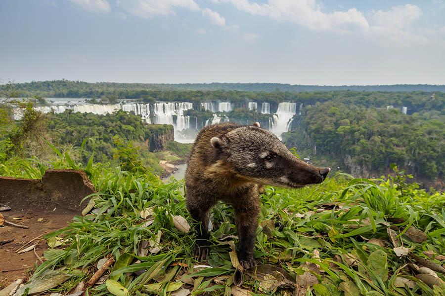 Spot wildlife as you walk along the trails