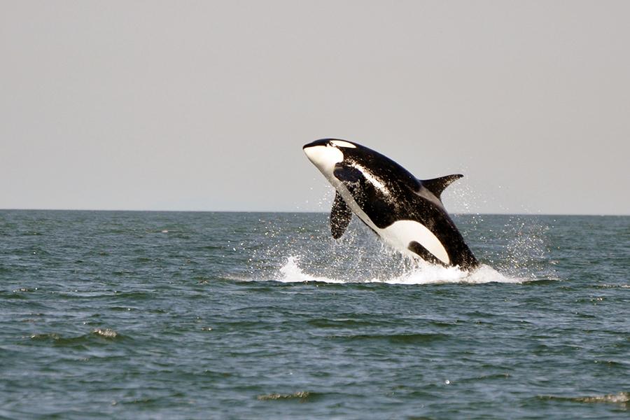Orca whale, British Columbia, Canada
