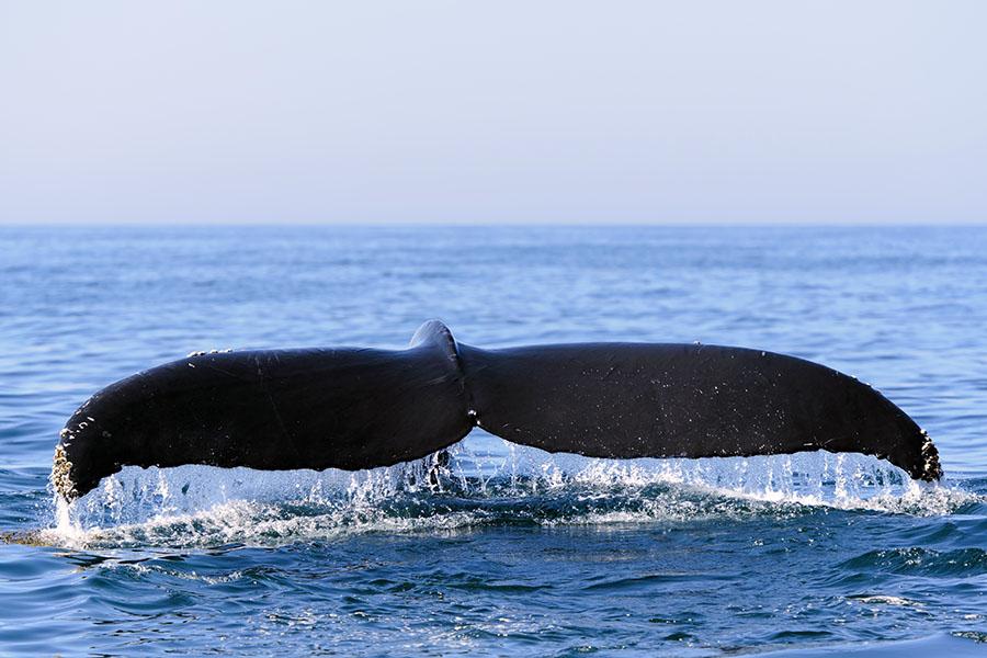 Spot whales as you sail in the Bay of Fundy